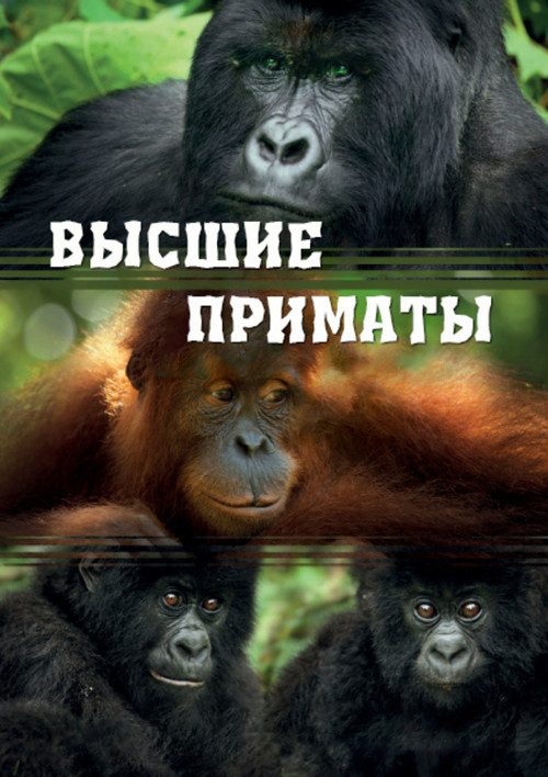 Высшие приматы