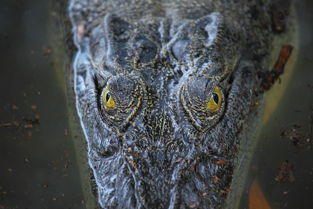 Nat Geo Wild: Крокодилий босс
